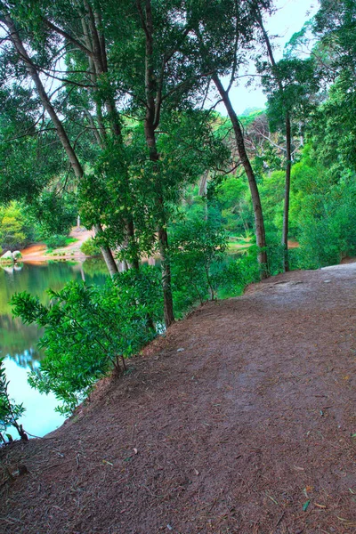 Estrada em uma floresta verde na primavera — Fotografia de Stock