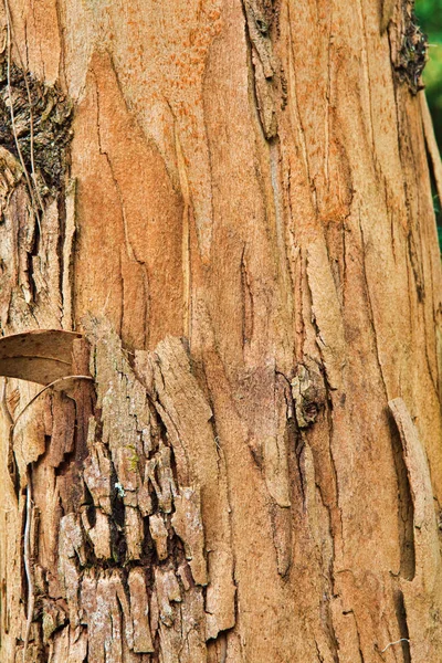 Primer plano de la corteza de un árbol viejo — Foto de Stock