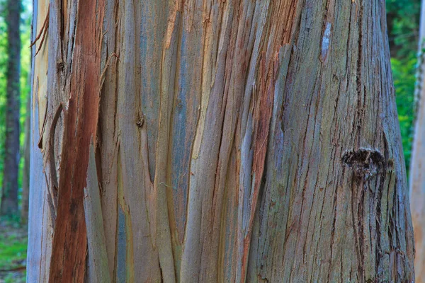 Closeup of the bark of an old tree — Stock Photo, Image