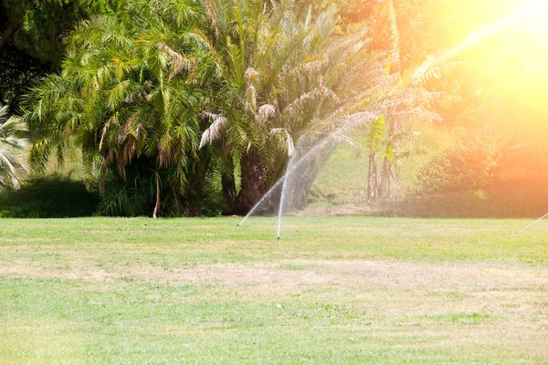 Sprinklerinstallatie drenken van het gazon. Zonnige zomerdag — Stockfoto