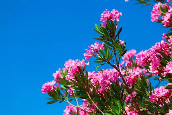 Flor rosa sobre un fondo de cielo azul —  Fotos de Stock