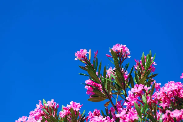 Flor rosa sobre un fondo de cielo azul —  Fotos de Stock