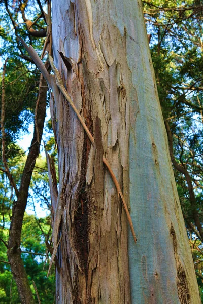 Nahaufnahme der Rinde eines alten Baumes — Stockfoto
