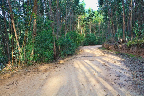 Road in a green forest in the spring — Stock Photo, Image