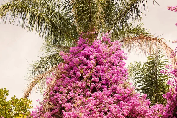 Boom met roze bloemen op de achtergrond van de hemel — Stockfoto