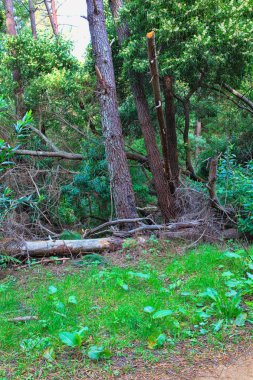 Baharda yeşil orman