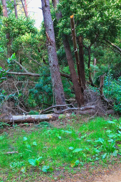 Baharda yeşil orman