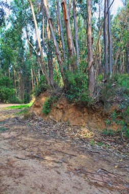 Bahar yeşil bir ormanda yol