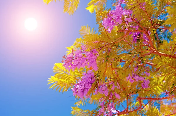 Blossoming  tree branch at sunset or sunrise — Stock Photo, Image