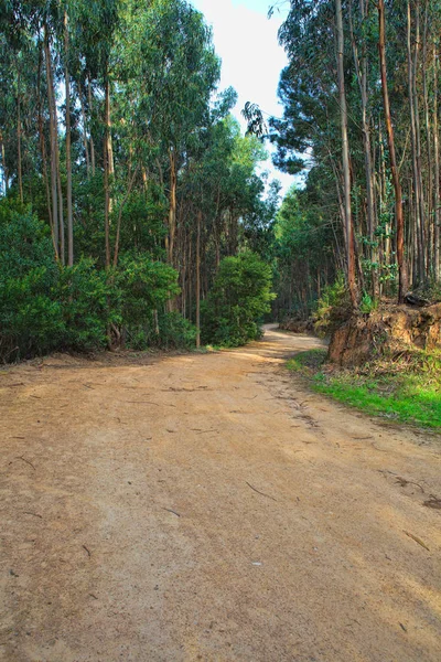 Silnice v zeleném lese na jaře — Stock fotografie
