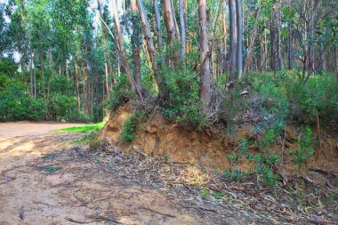 Bahar yeşil bir ormanda yol