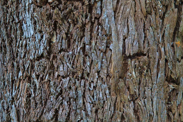 Primer plano de la corteza de un árbol viejo — Foto de Stock