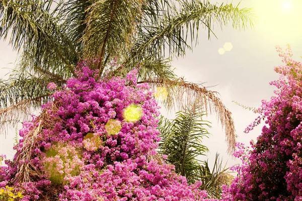 Boom met roze bloemen op de achtergrond van de hemel — Stockfoto