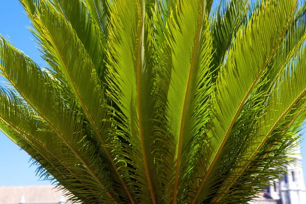 Palmier décoratif sur fond bleu ciel — Photo