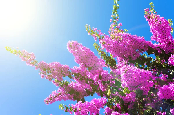 Flor rosa sobre un fondo de cielo azul —  Fotos de Stock