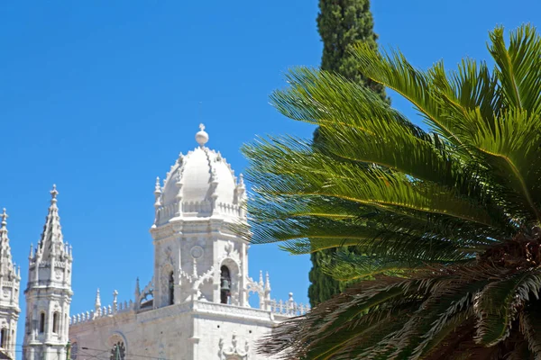 Palmera decorativa sobre fondo azul cielo — Foto de Stock