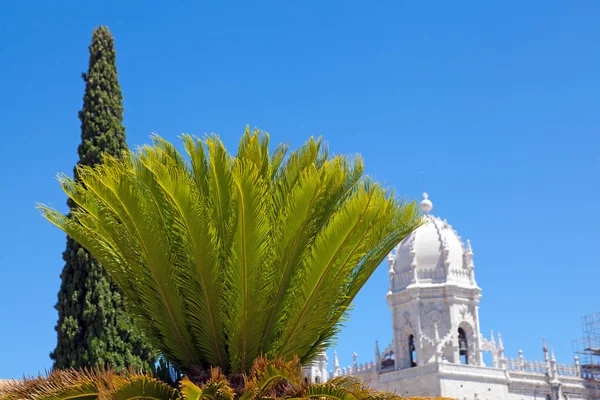 Декоративная пальма на голубом фоне неба — стоковое фото