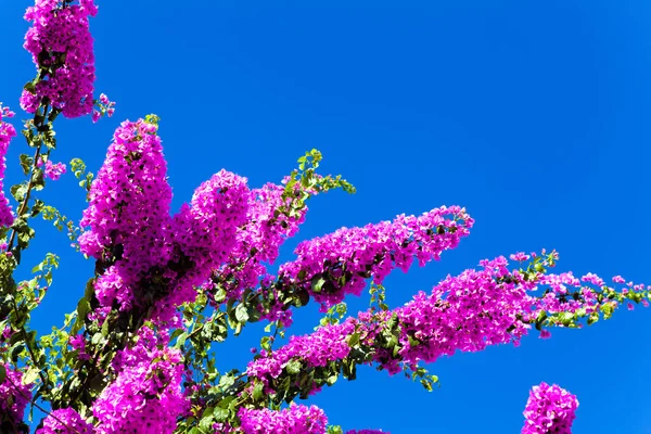 Flor rosa sobre un fondo de cielo azul —  Fotos de Stock