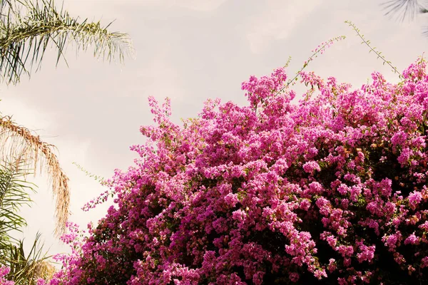 Boom met roze bloemen op de achtergrond van de hemel — Stockfoto