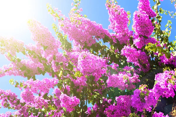 Flor rosa sobre un fondo de cielo azul —  Fotos de Stock