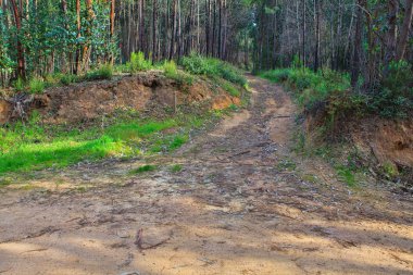 Bahar yeşil bir ormanda yol