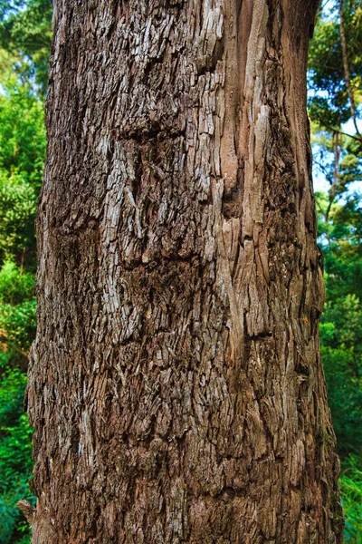 Closeup of the bark of an old tree — Stock Photo, Image