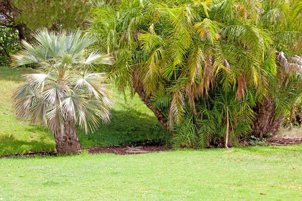 Groene palm park en hun schaduwen op het gras — Stockfoto