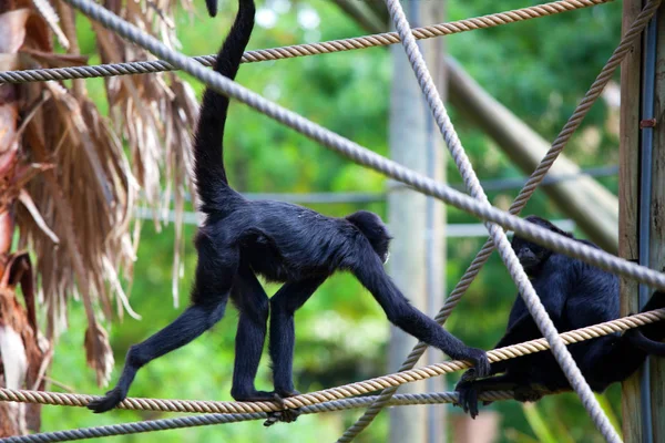 Black headed spider monkey . Ateles fusciceps . — Stock Photo, Image