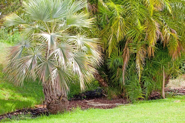 Parque de palmeiras verde e suas sombras na grama — Fotografia de Stock