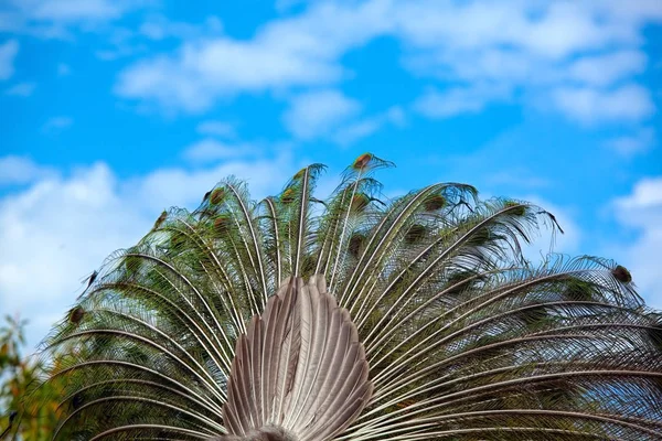 피콕. 아름다운 깃털을 자랑하는 공작의 근접 사진 — 스톡 사진