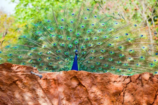 Peacock. Close up of peacock showing its beautiful feathers — Stock Photo, Image