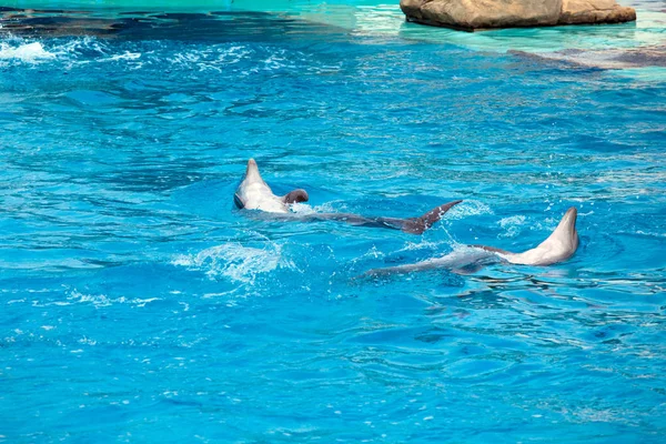 青のきれいな水で 2 頭のイルカはしゃぐ — ストック写真
