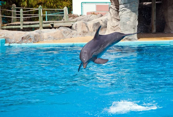 Bottlenose dolphin jumping high from bue water — Stock Photo, Image