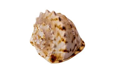 Beyaz arkaplanda izole edilmiş renkli deniz kabuğu