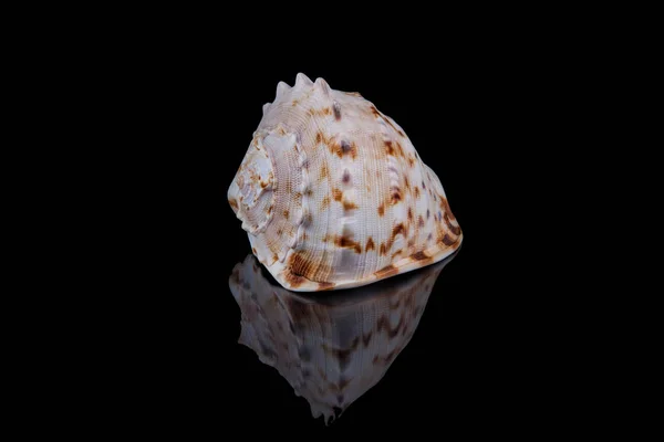 Närbild seashell med reflektion på svart bakgrund . — Stockfoto