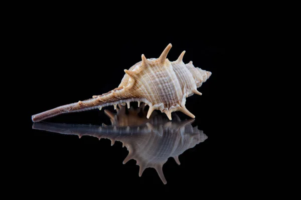 Decorative seashell on a black background — Stock Photo, Image