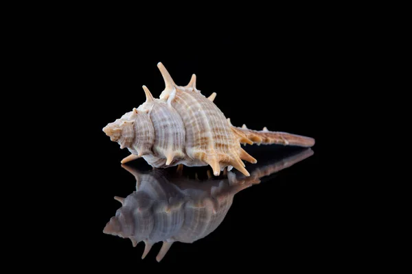 Close-up seashell with reflection on black background . — Stock Photo, Image