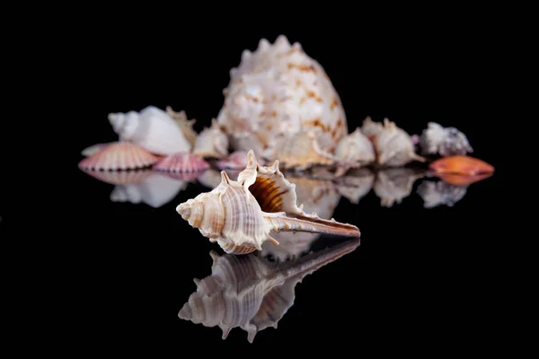 Some seashells isolated on black background, close up . — Stock Photo, Image