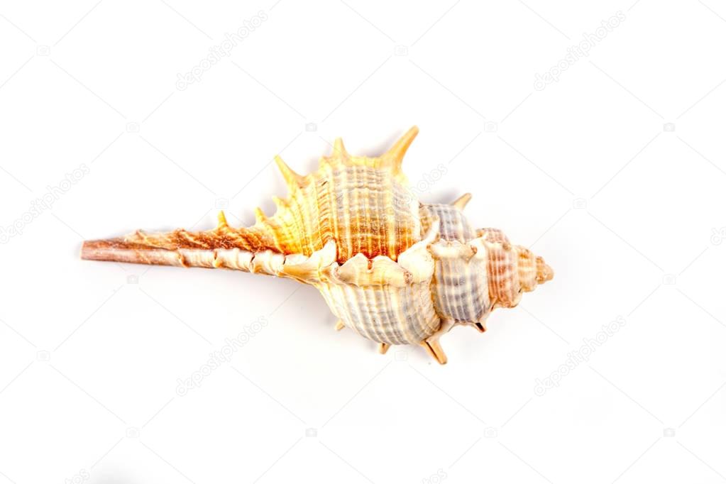 Colorful sea shell isolated on a white background