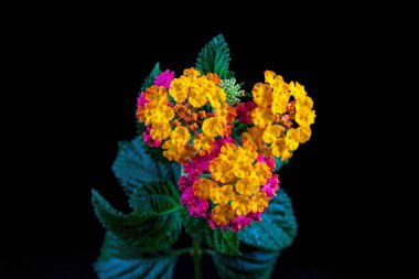 Siyah arka planda güzel bir çiçek