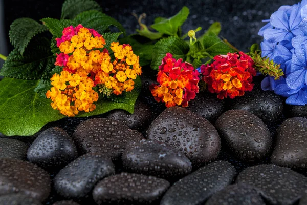 Hermoso fondo de spa de flores en piedras negras con gotas —  Fotos de Stock