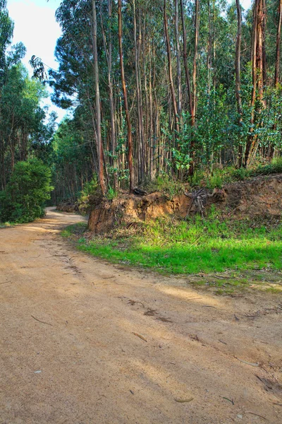 Дорога в зеленом лесу весной — стоковое фото