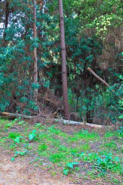 Baharda yeşil orman