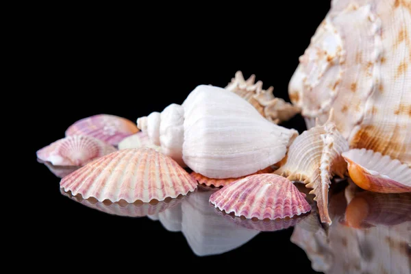 Conchas marinhas coloridas brilhantes agrupadas em um fundo escuro — Fotografia de Stock
