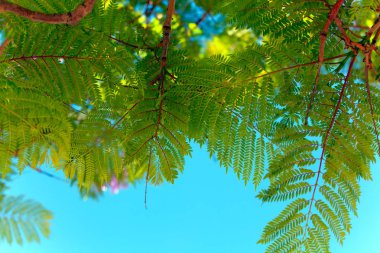 Şu yeni gelişen ağaç dalı gündoğumu veya günbatımı