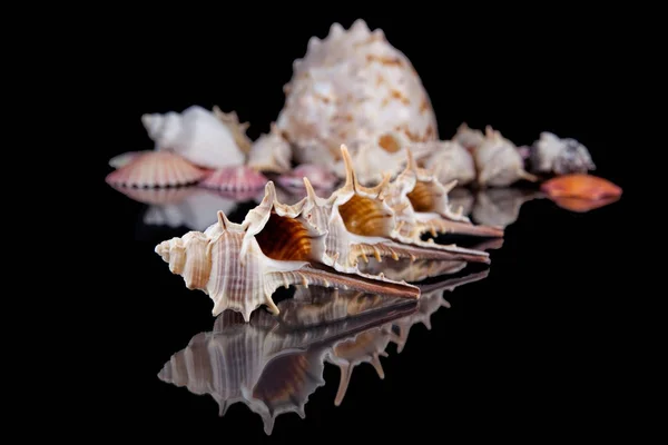 Concha do mar isolado no fundo preto  . — Fotografia de Stock