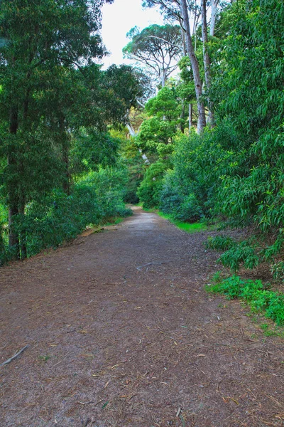 Route dans une forêt verte au printemps — Photo