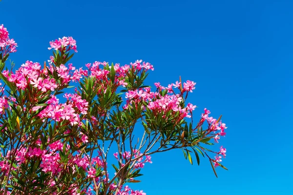 Flor rosa sobre un fondo de cielo azul —  Fotos de Stock