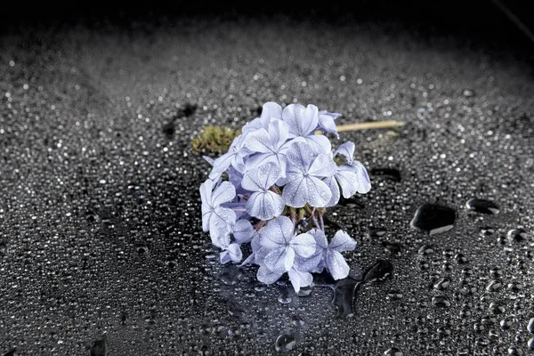 Fleurs avec gouttes d'eau sur fond sombre et coloré — Photo