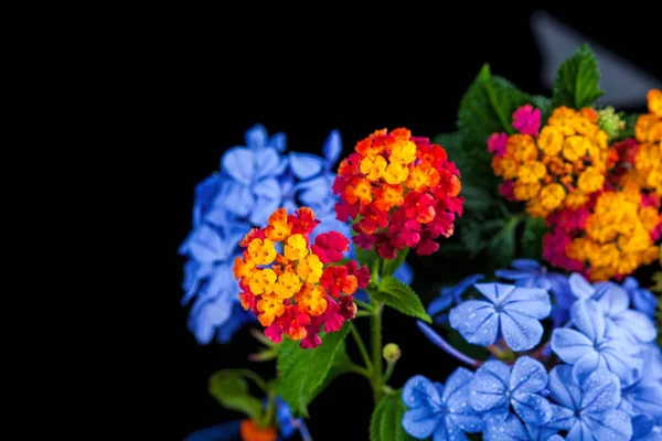 Krásný květ na černém pozadí — Stock fotografie